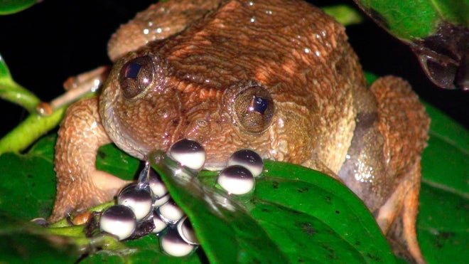 India New Frogs